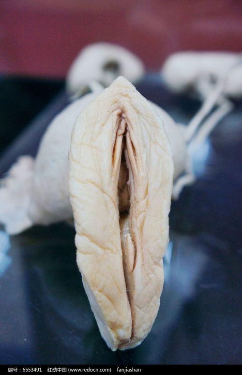 女会阴图片,会阴区域详析